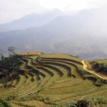 Rice Paddies in Vietnam