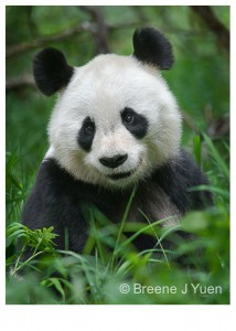 Panda21