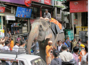 Northern India elephant ride