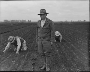 Agricutural Workers in Celery Field