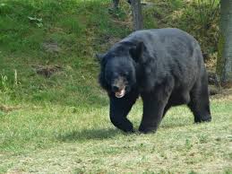 American Black Bear